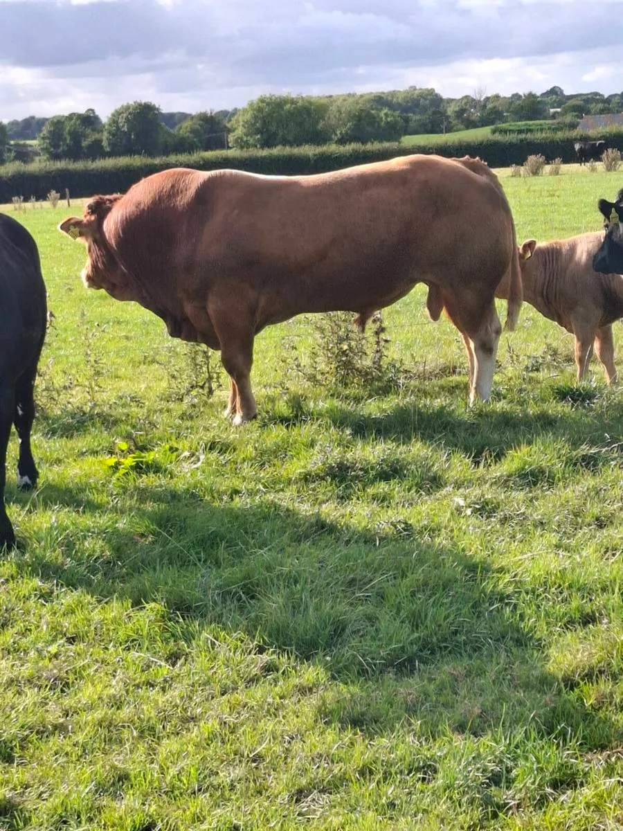 limousin bull - Image 1