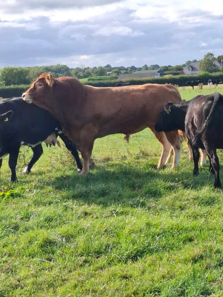 limousin bull - Image 2