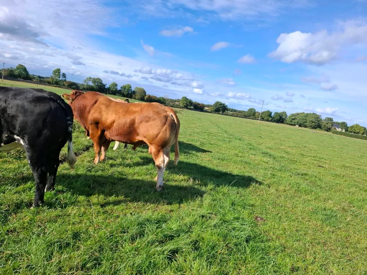 limousin bull - Image 3