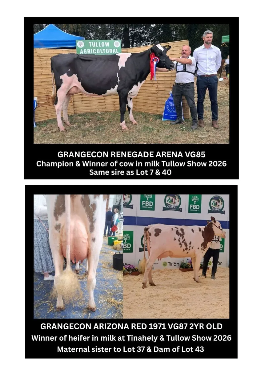 Holsteins- Grangecon Holsteins Sale 12th Sept - Image 2