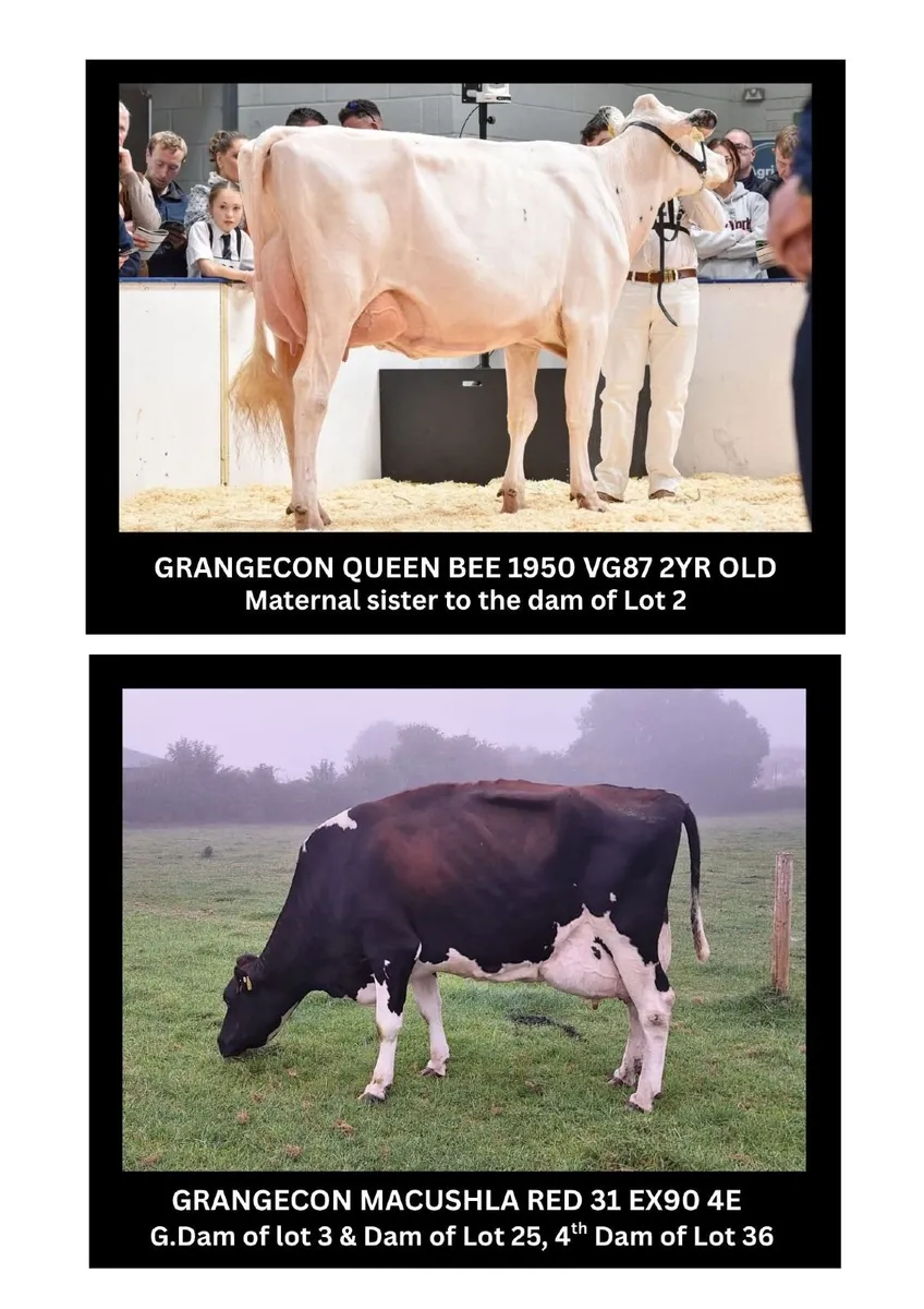 Holsteins- Grangecon Holsteins Sale 12th Sept - Image 3