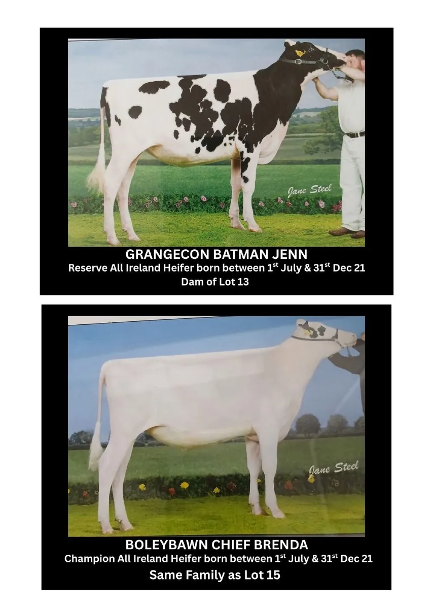 Holsteins- Grangecon Holsteins Sale 12th Sept - Image 4