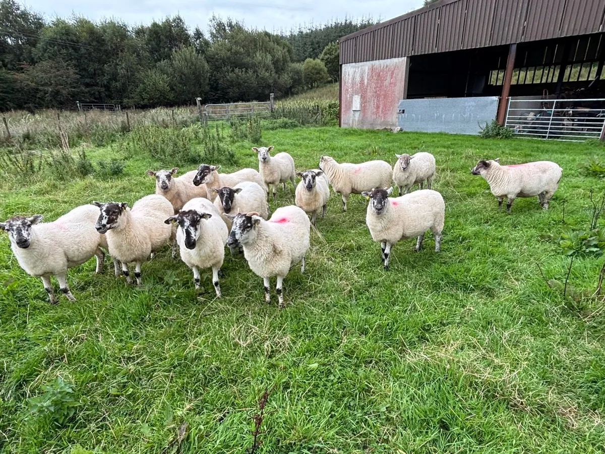 12 Hoggets - Image 2
