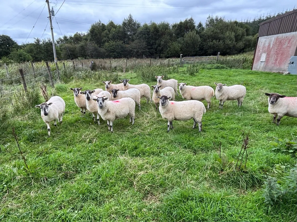 12 Hoggets - Image 3