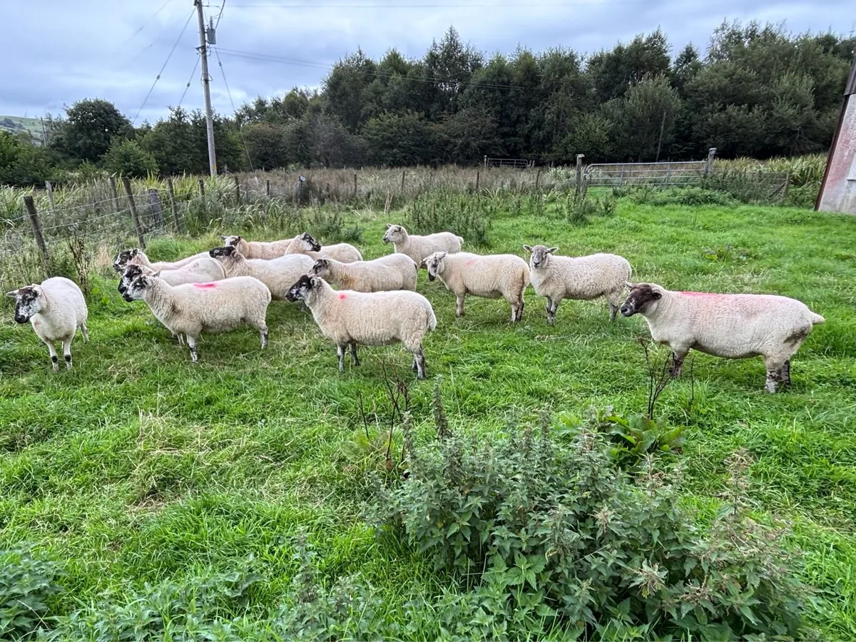 12 Hoggets - Image 4