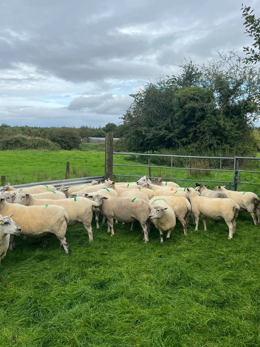 Breeding Ewes & Hoggets - Image 1
