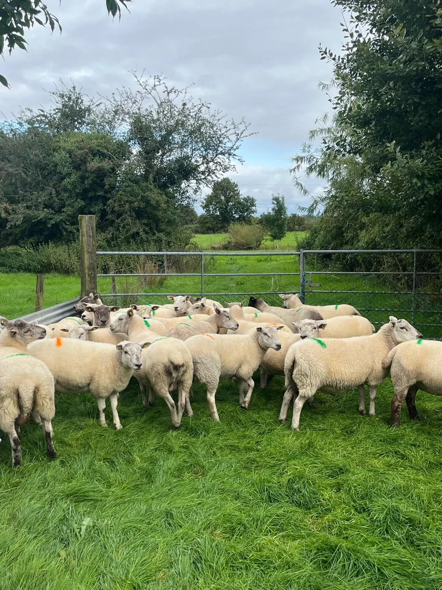 Breeding Ewes & Hoggets - Image 2