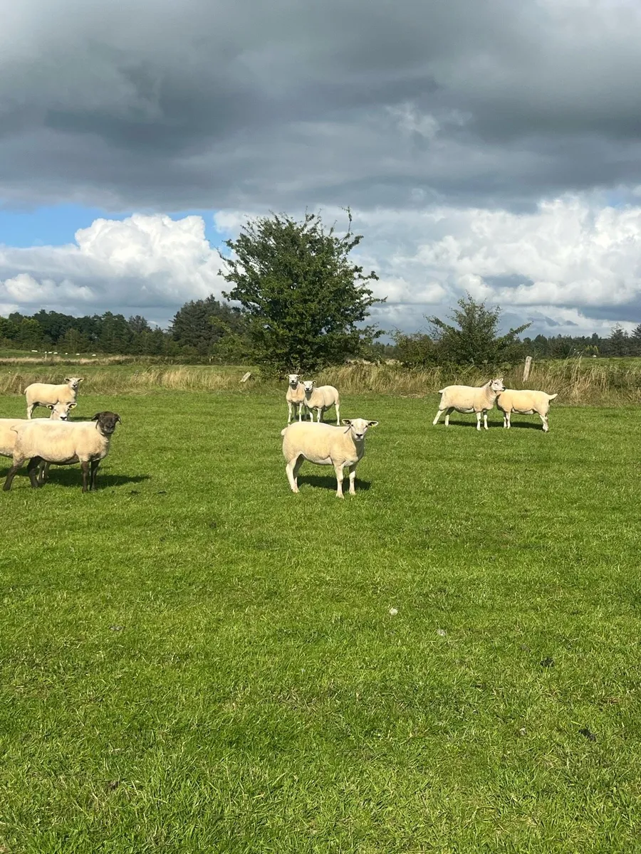 Breeding Ewes & Hoggets - Image 3