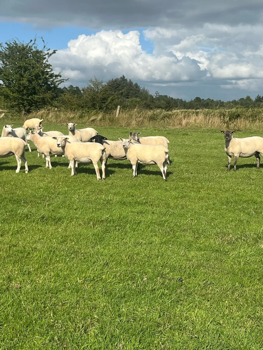 Breeding Ewes & Hoggets - Image 4