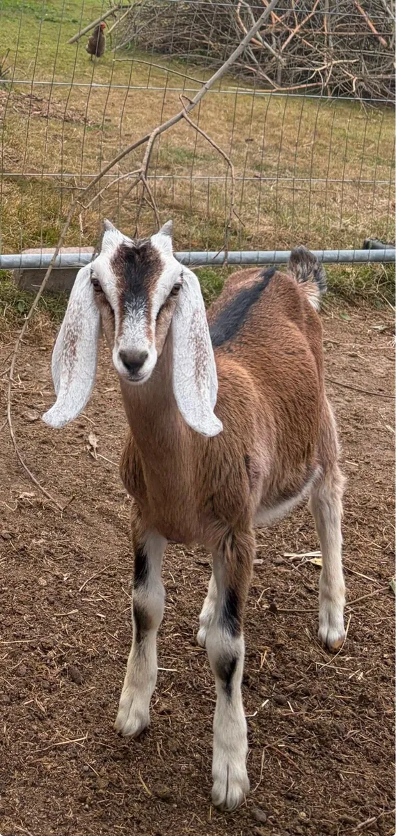 2 Nubian female kid goats - Image 1