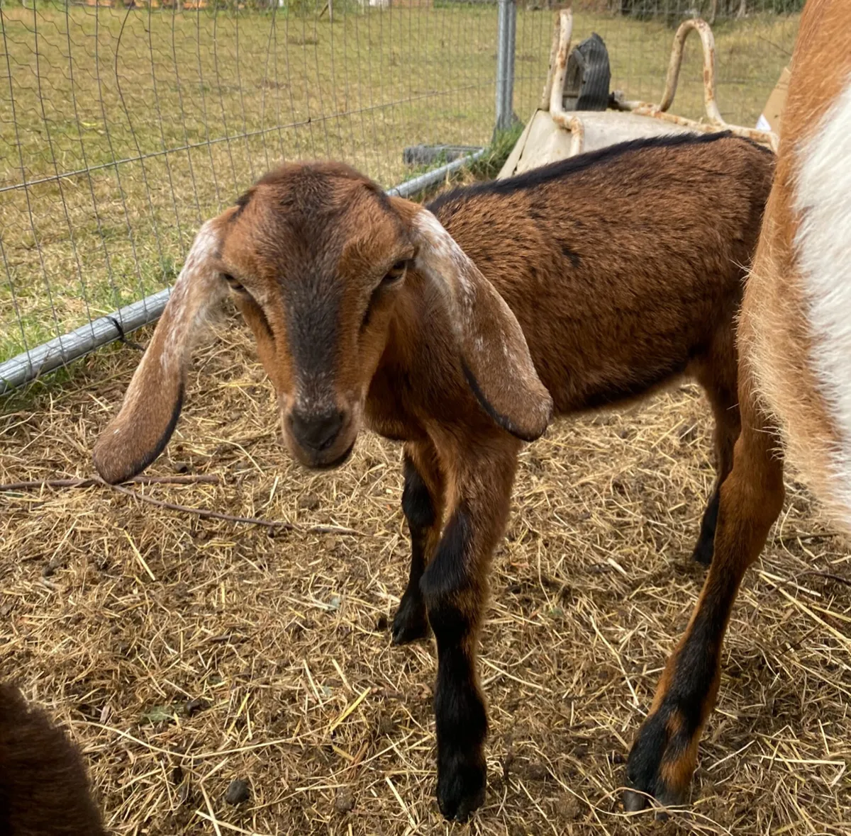 2 Nubian female kid goats - Image 3