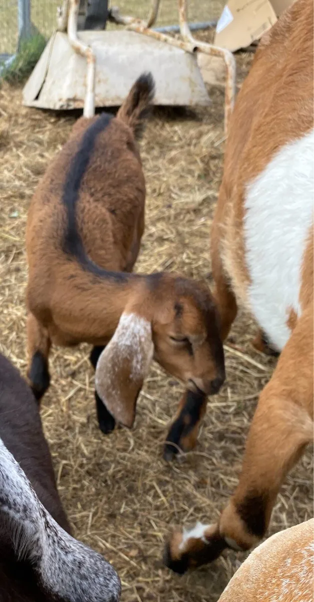 2 Nubian female kid goats - Image 2