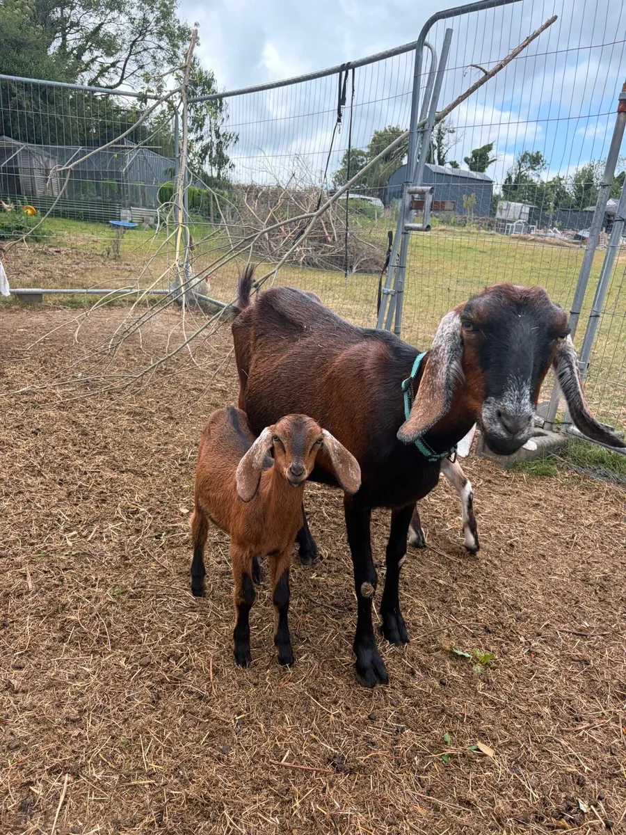 2 Nubian female kid goats - Image 4