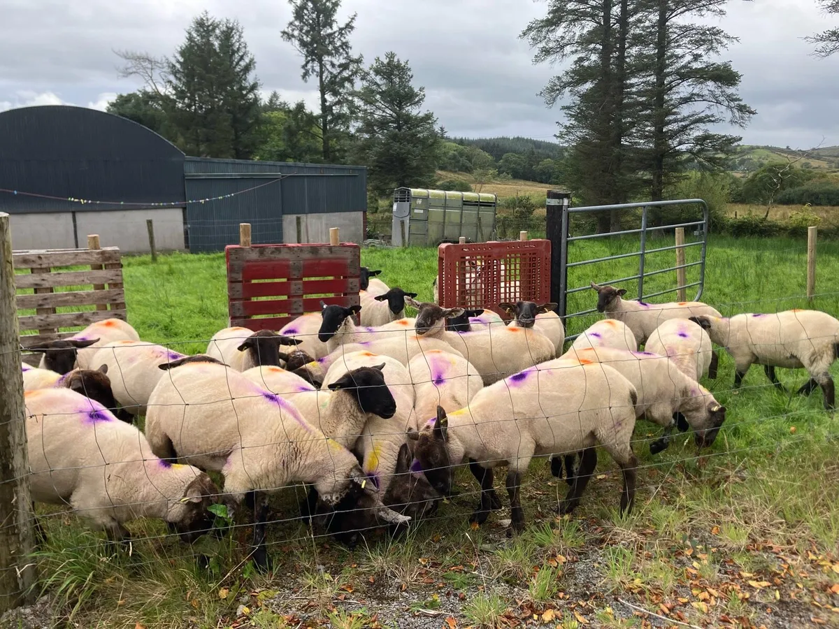 Hoggets - Image 3