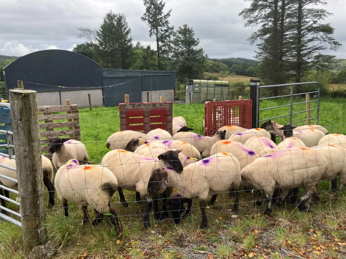 Hoggets - Image 4