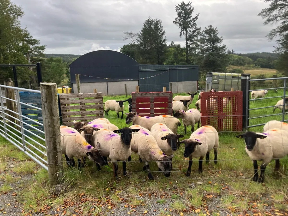Hoggets - Image 1
