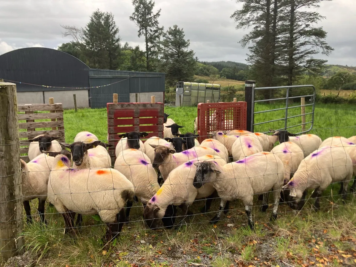 Hoggets - Image 2