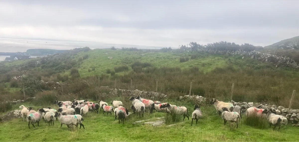 Mayo mountain ewes for grass - Image 2