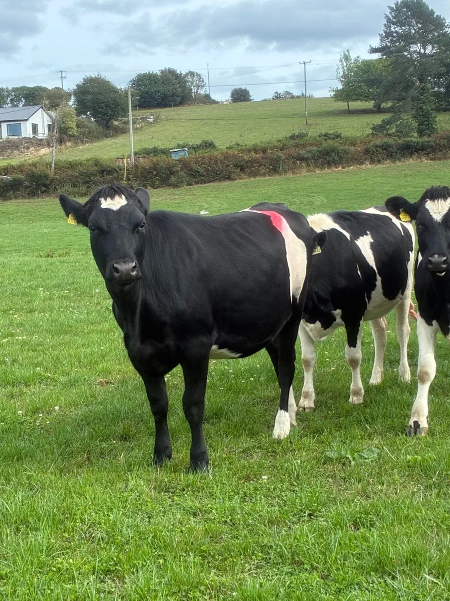 10 In calf Fr Heifers - Image 2