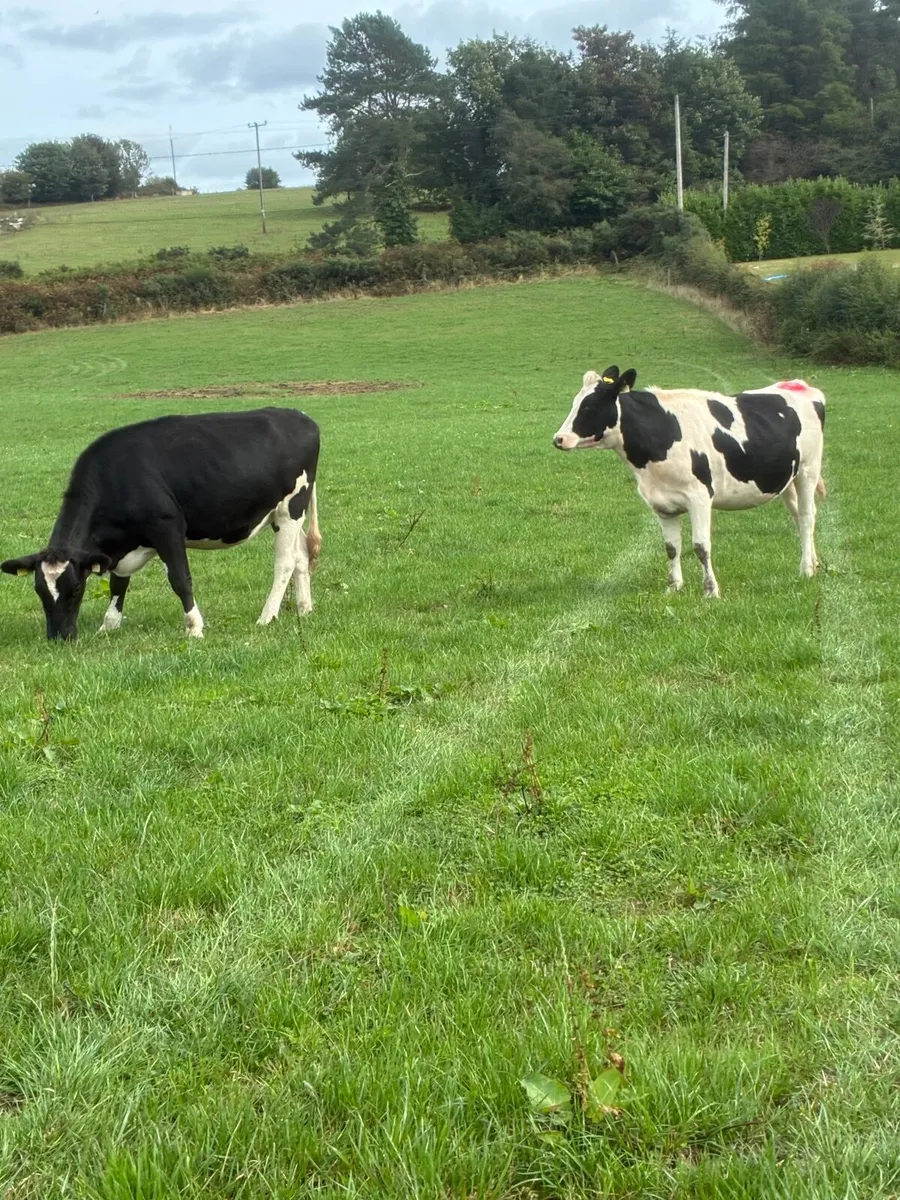 10 In calf Fr Heifers - Image 1