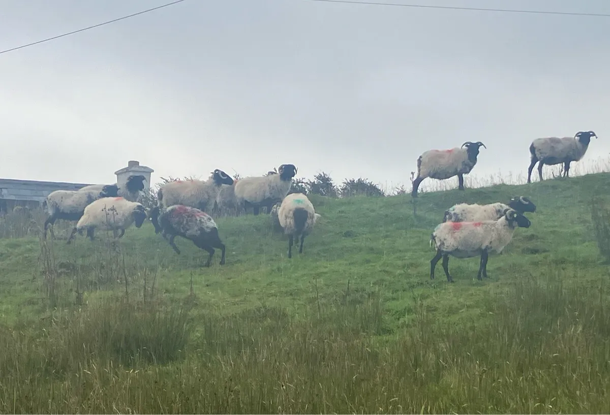 Mayo mountain ewes for grass - Image 3