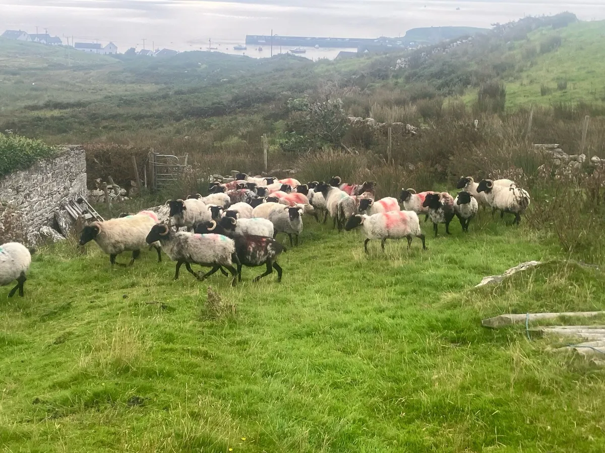Mayo mountain ewes for grass - Image 4