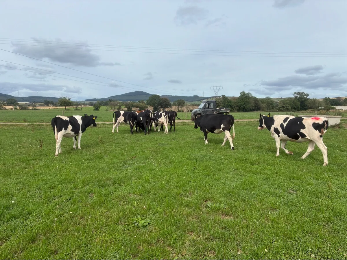 10 In calf Fr Heifers - Image 3