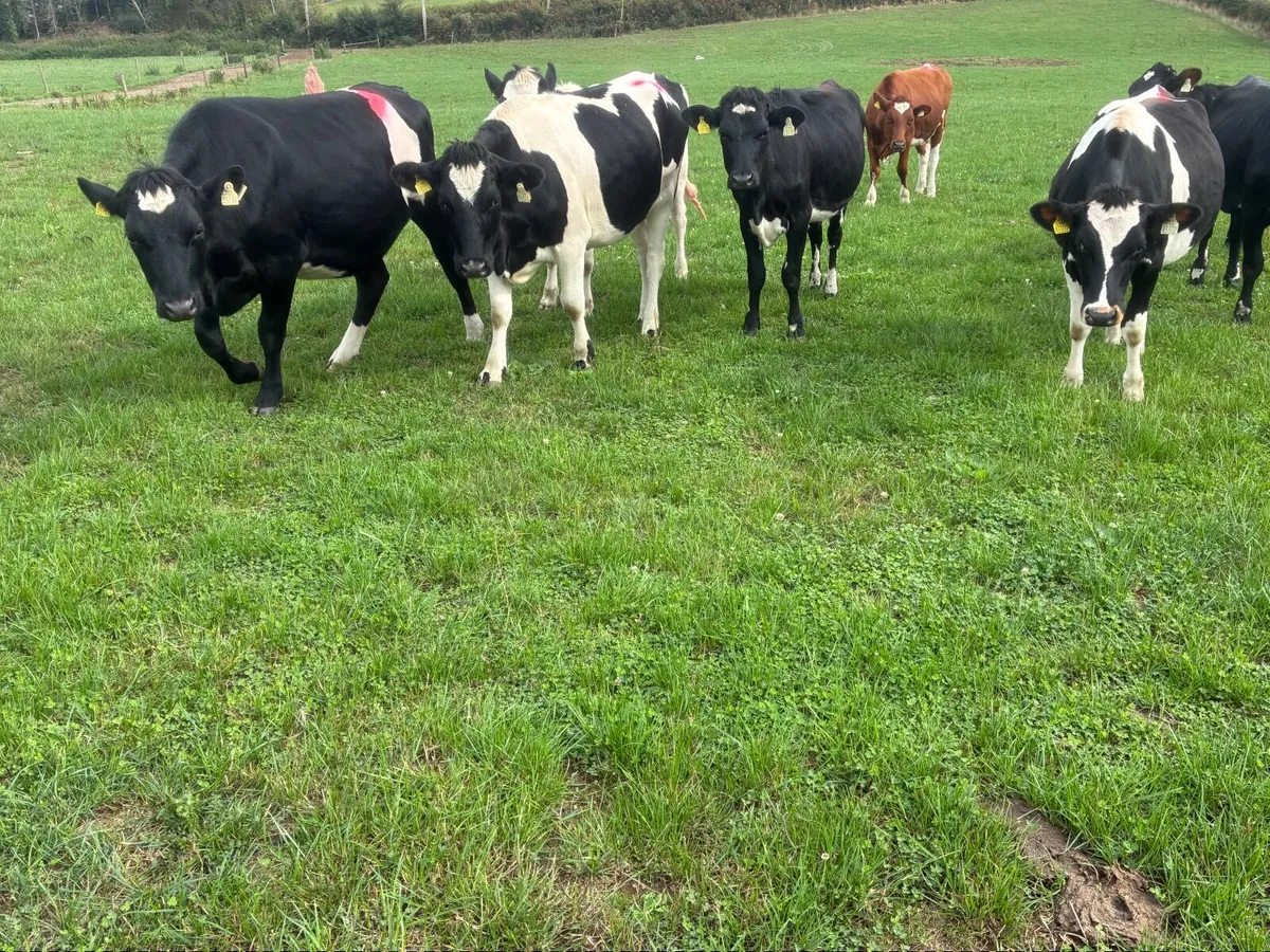 10 In calf Fr Heifers - Image 4