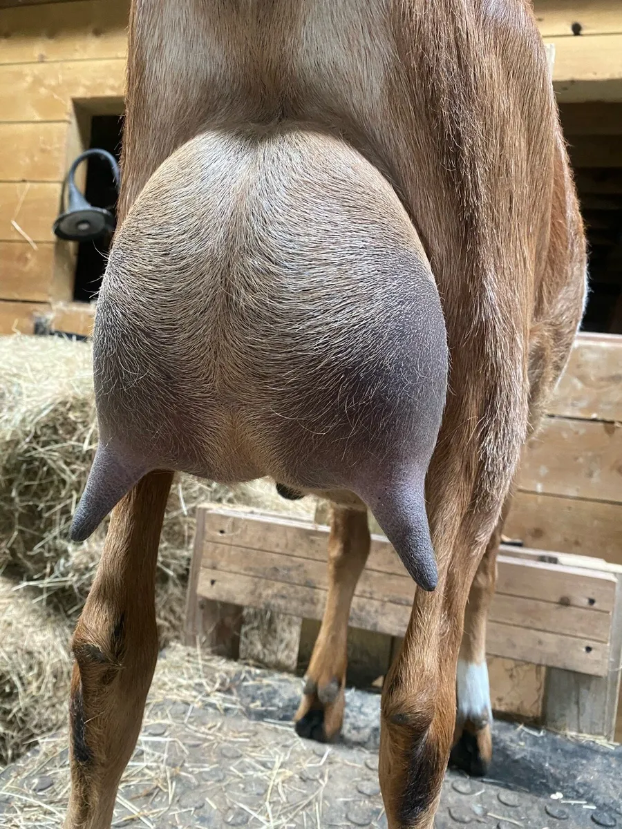Nubian milking doe - Image 3