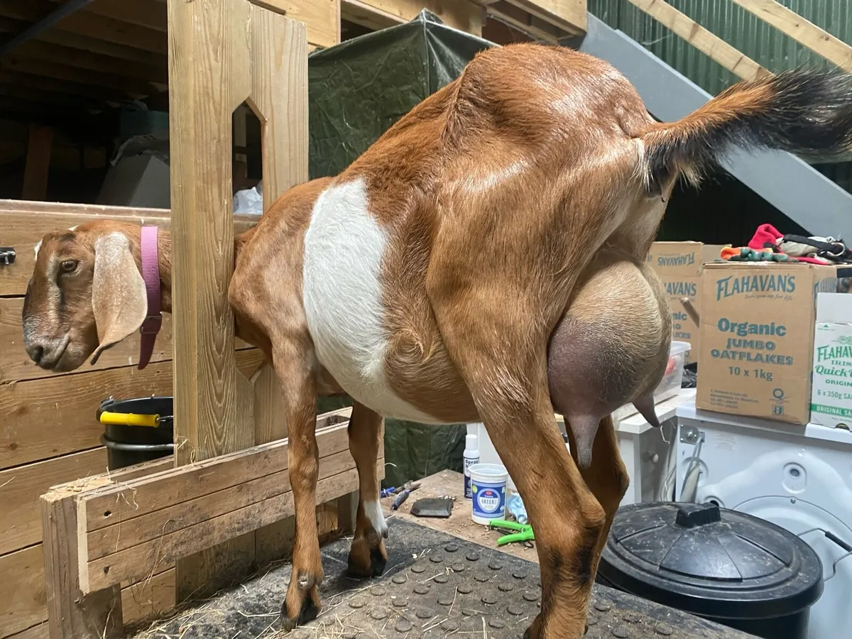 Nubian milking doe - Image 4