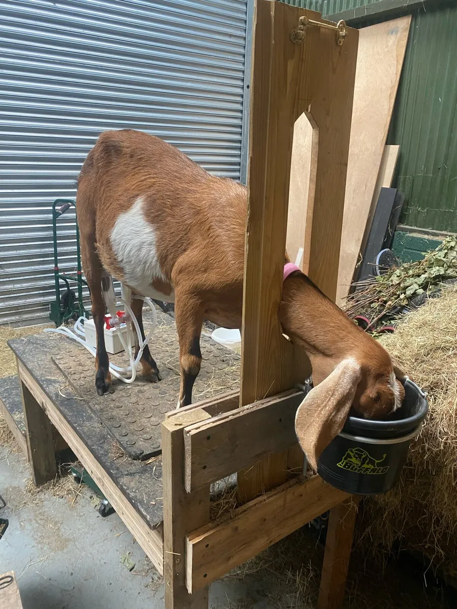 Nubian milking doe - Image 2