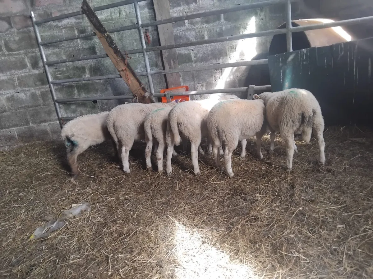 Reared pet lambs - Image 1