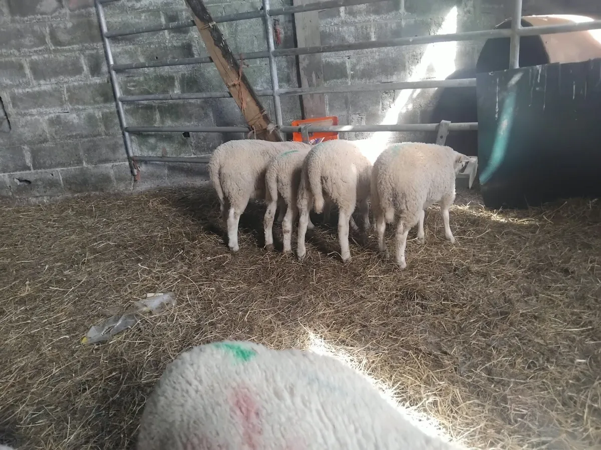 Reared pet lambs - Image 2