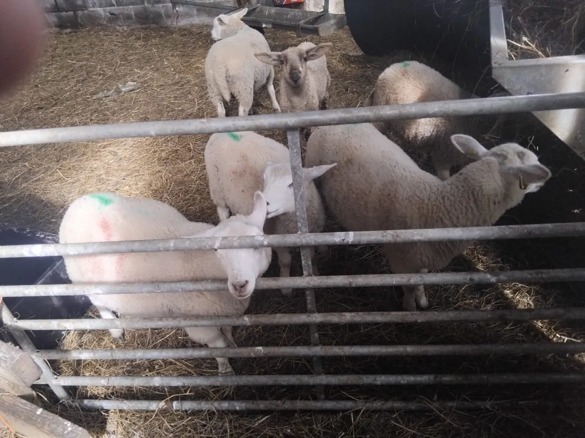 Reared pet lambs - Image 3
