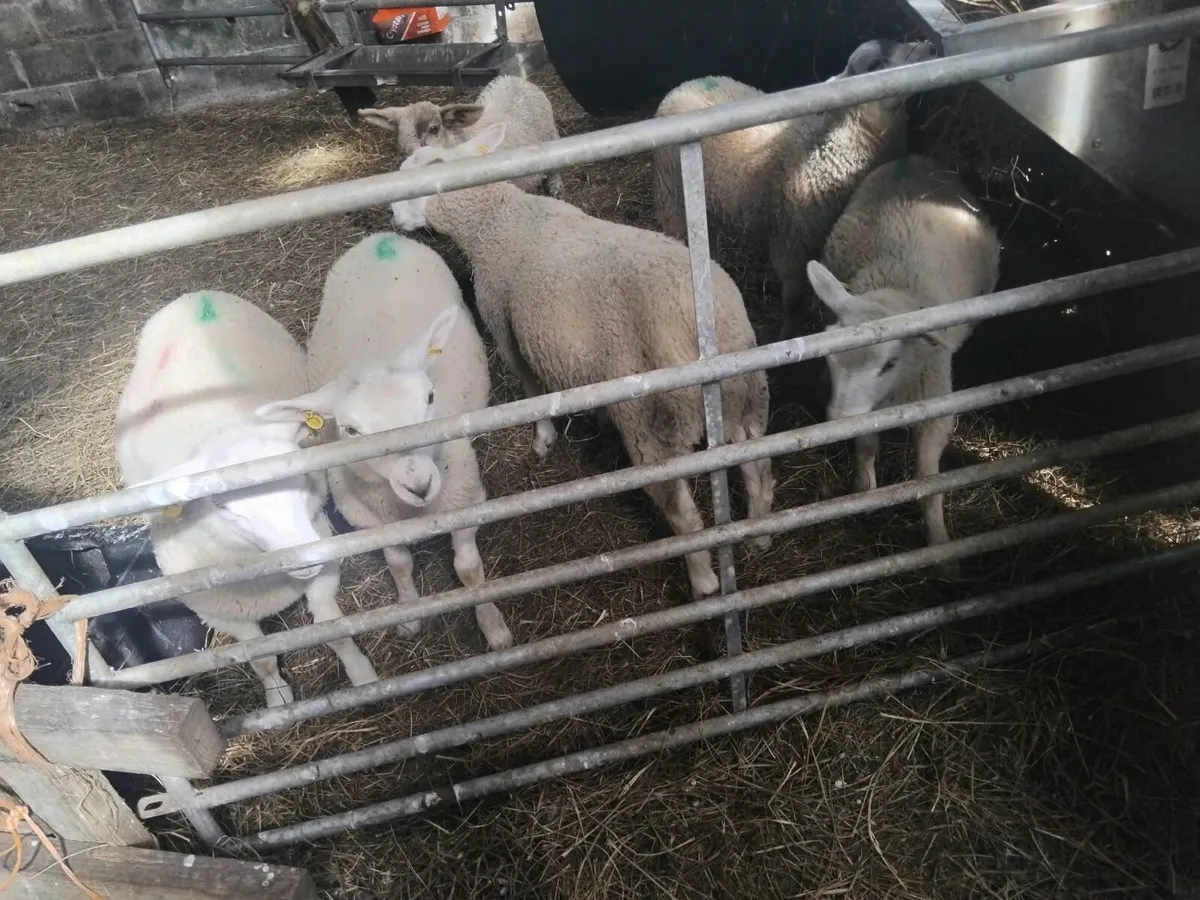 Reared pet lambs - Image 4
