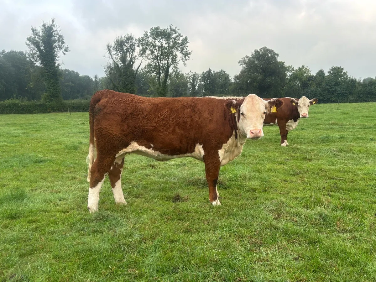Polled Hereford Heifer - Image 1