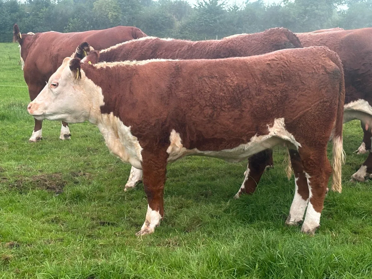 Polled Hereford Heifer - Image 2