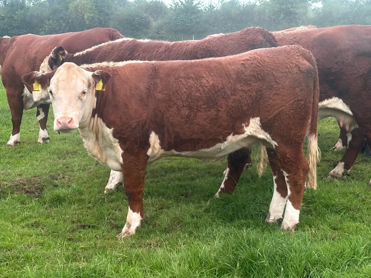 Polled Hereford Heifer - Image 3