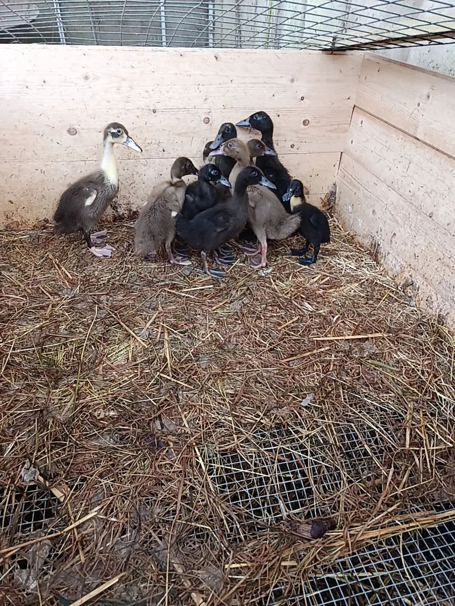 Indian runner ducks