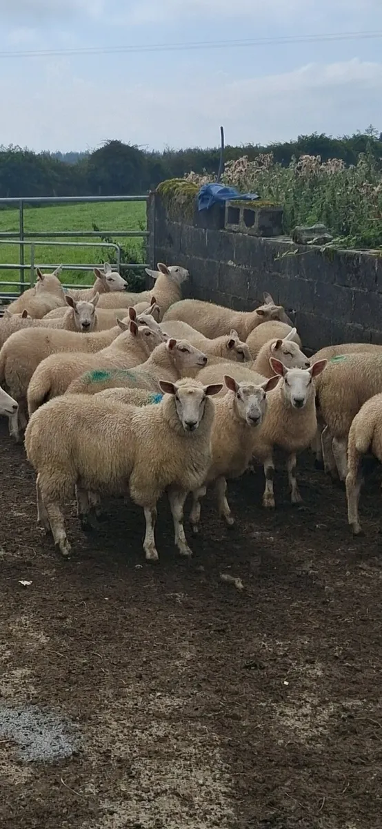 Ewe lambs - Image 1