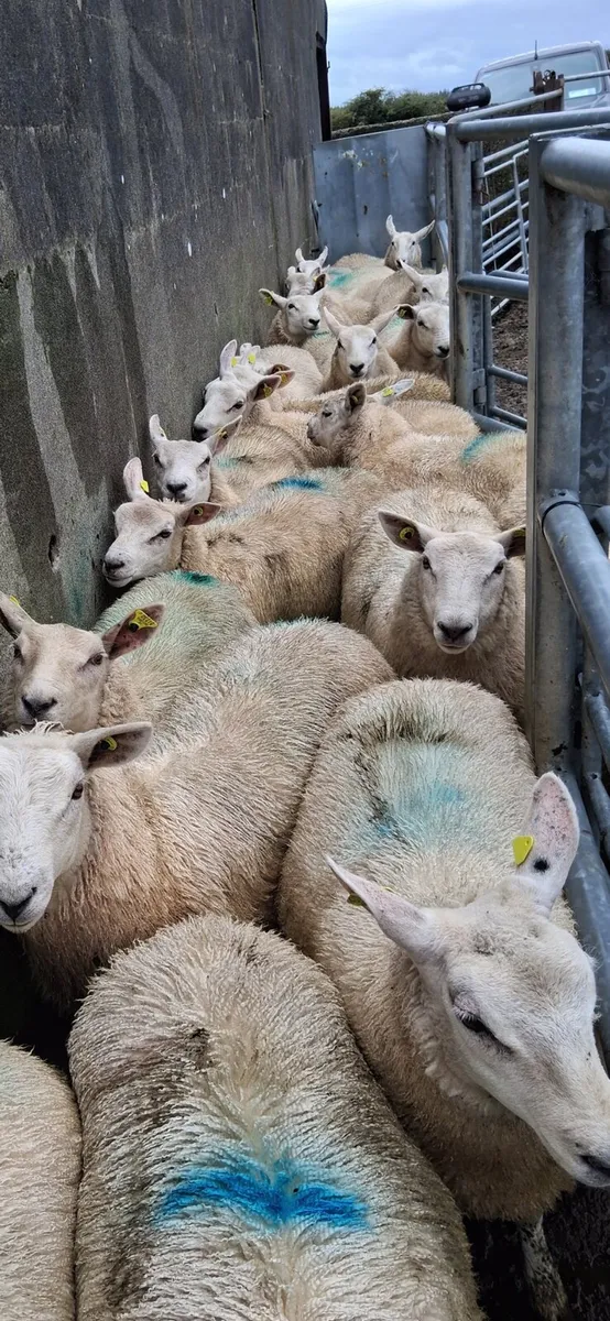 Ewe lambs - Image 3