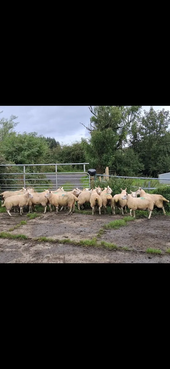 Ewe lambs - Image 2