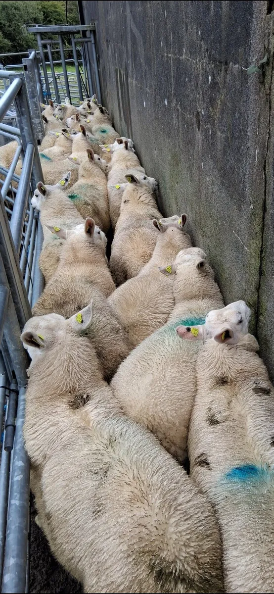 Ewe lambs - Image 4