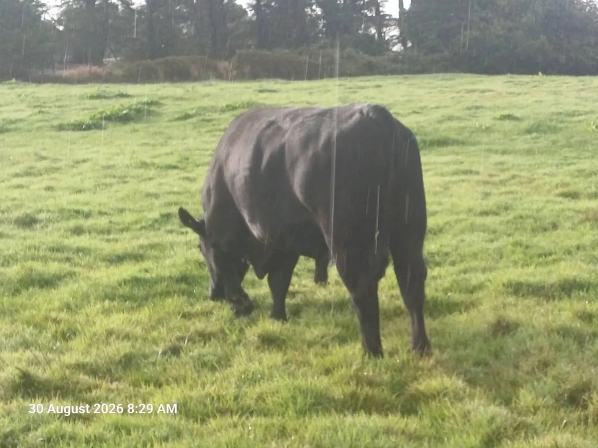 Angus stock bull - Image 1