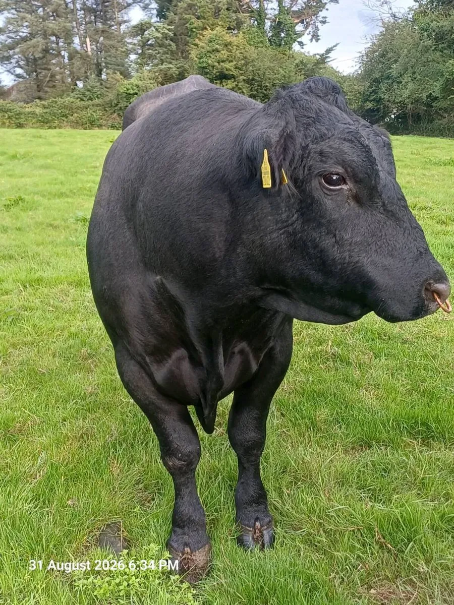 Angus stock bull - Image 2