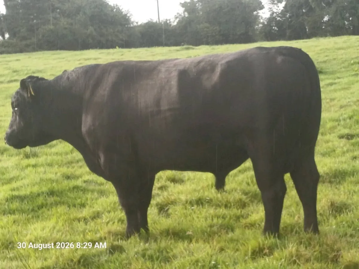 Angus stock bull - Image 3
