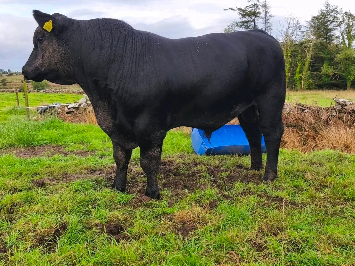 Angus bulls - Image 2