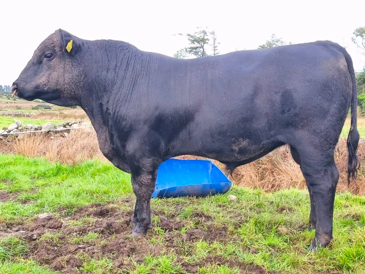Angus bulls - Image 3