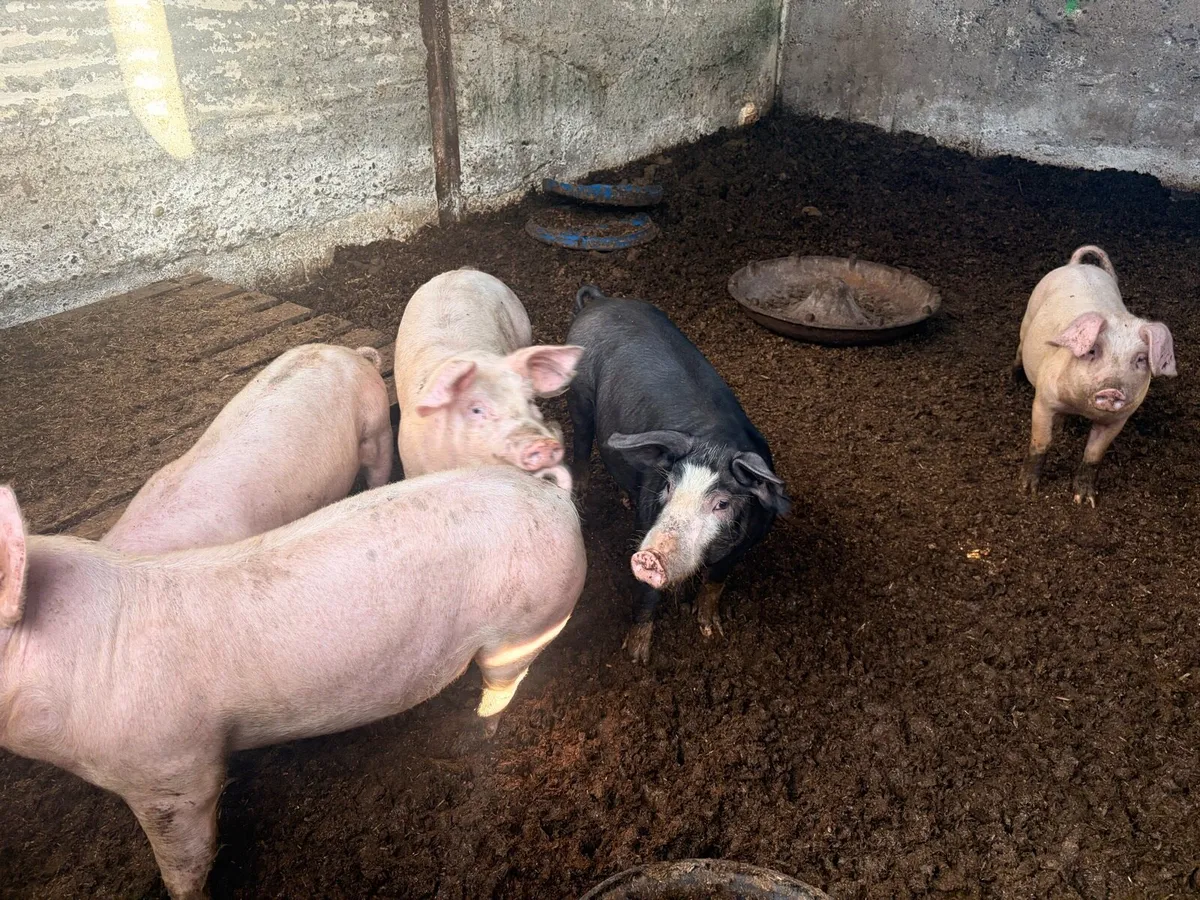 8 fat pigs for sale - Image 1