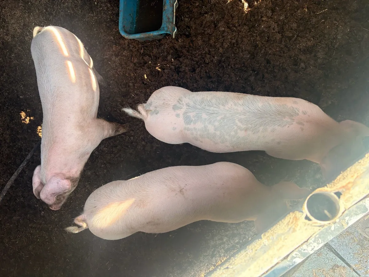 8 fat pigs for sale - Image 3